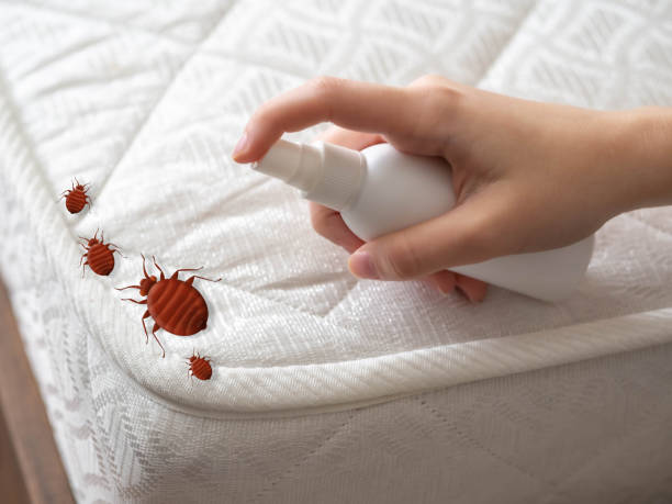 Best Pest Prevention Services  in East Hemet, CA