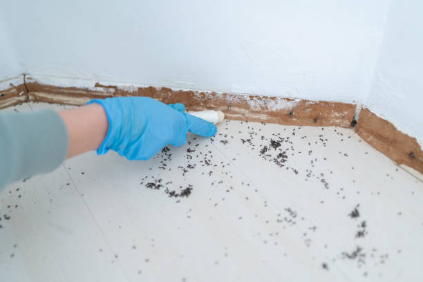 Wildlife Control Services in East Hemet, CA