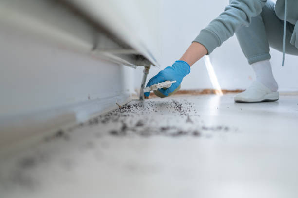 Best Local Pest Control Services  in East Hemet, CA